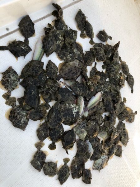 Magic(マジック) 釣果