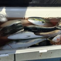 八海丸 釣果
