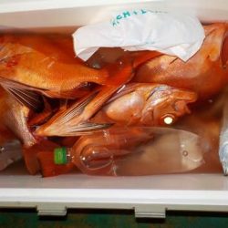 第二むつ漁丸 釣果