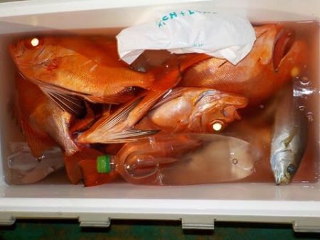 第二むつ漁丸 釣果