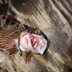 ケースに常備したくなる宵姫シリーズ【がまかつ LUXXE宵姫　インプレッション】