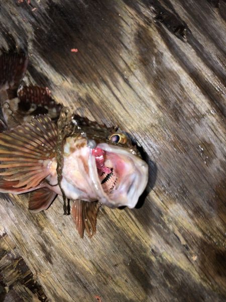 ケースに常備したくなる宵姫シリーズ【がまかつ LUXXE宵姫　インプレッション】