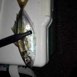 トレモロAJは一人二役のスグレモノ【がまかつ LUXXE宵姫　インプレッション】