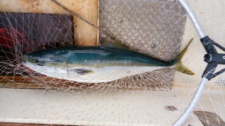 弘福丸 釣果