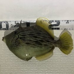 Magic（マジック） 釣果