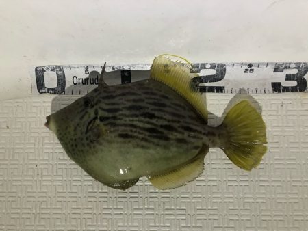 Magic（マジック） 釣果