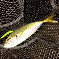 宵姫シリーズはどれもポテンシャルが高い！【がまかつ LUXXE宵姫　インプレッション】