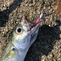 兵庫県武庫川一文字アジングレポート【がまかつ LUXXE宵姫　インプレッション】