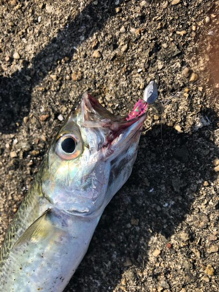 兵庫県武庫川一文字アジングレポート【がまかつ LUXXE宵姫　インプレッション】