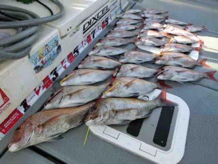 遊漁船 セトマリン 釣果