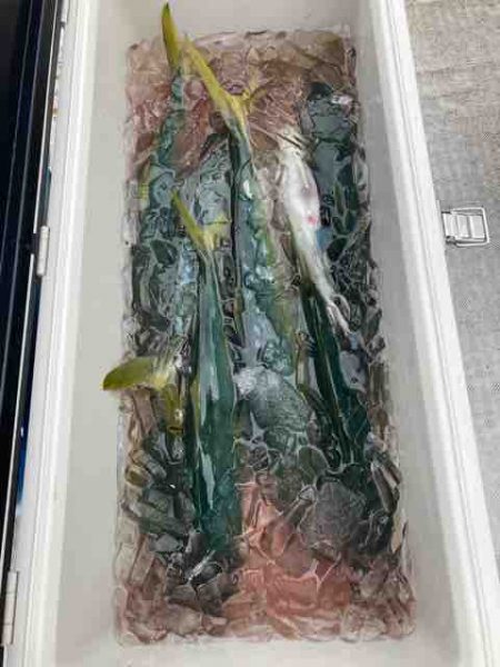 龍宮丸 釣果