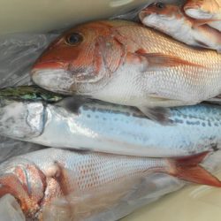 こうゆう丸 釣果