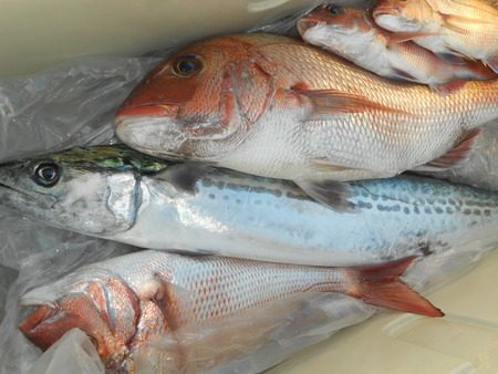 こうゆう丸 釣果