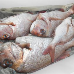 こうゆう丸 釣果