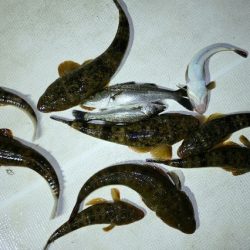 TOPGUN名古屋 釣果