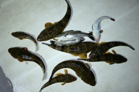 TOPGUN名古屋 釣果