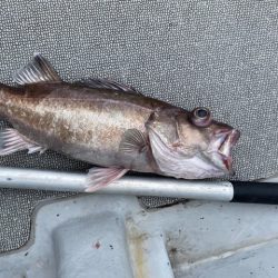 へいみつ丸 釣果