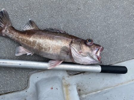 へいみつ丸 釣果