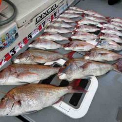 遊漁船 セトマリン 釣果