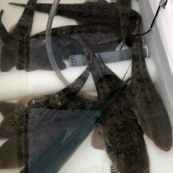 Magic（マジック） 釣果