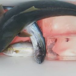 第五慶門丸 釣果