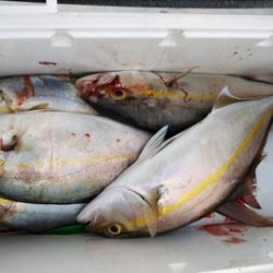 遊漁船 新鋭丸 釣果