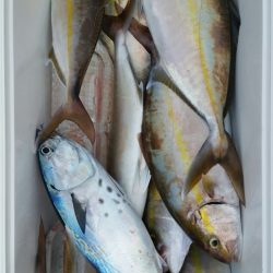 第五慶門丸 釣果