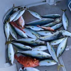 へいみつ丸 釣果