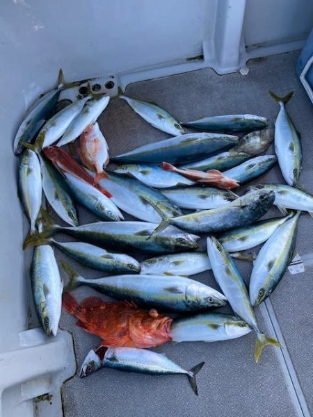 へいみつ丸 釣果
