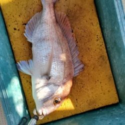 遊漁船 ニライカナイ 釣果