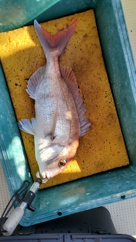 遊漁船 ニライカナイ 釣果