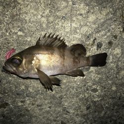 アジが釣りたいです……【がまかつ LUXXE宵姫　インプレッション】