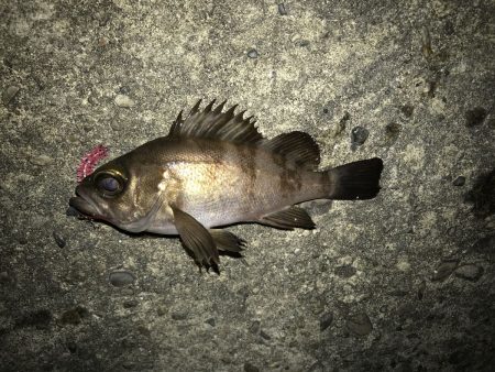 アジが釣りたいです……【がまかつ LUXXE宵姫　インプレッション】