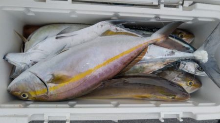 遊漁船 新鋭丸 釣果