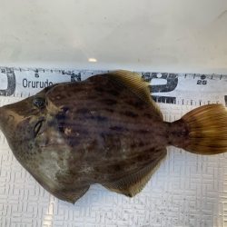 Magic(マジック) 釣果