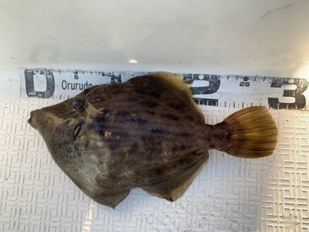 Magic(マジック) 釣果