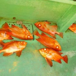 第二むつ漁丸 釣果