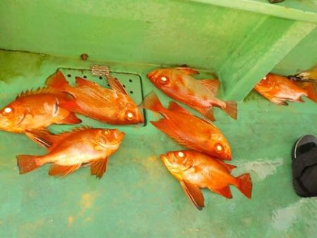 第二むつ漁丸 釣果