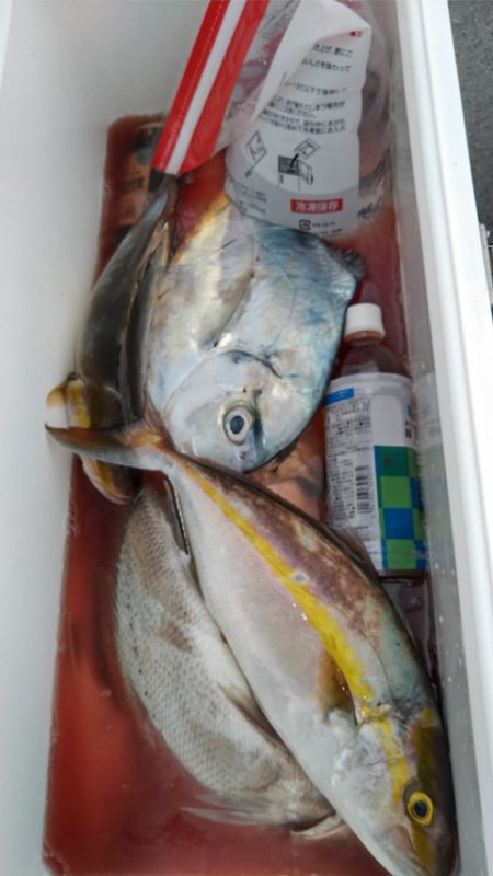 遊漁船 新鋭丸 釣果