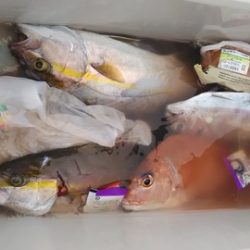 遊漁船 新鋭丸 釣果