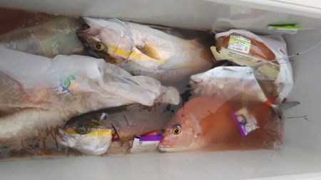 遊漁船 新鋭丸 釣果