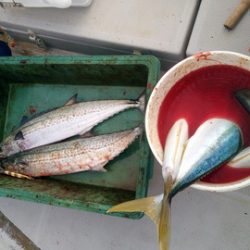弘福丸 釣果