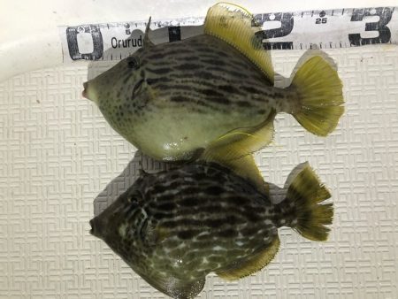 Magic（マジック） 釣果