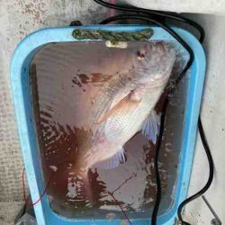 龍宮丸 釣果