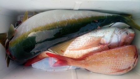 弘福丸 釣果
