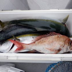 遊漁船 遊友 釣果