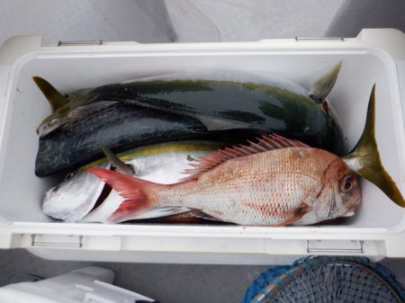 遊漁船 遊友 釣果