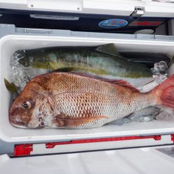 遊漁船 遊友 釣果