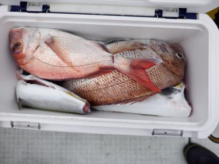 遊漁船 遊友 釣果