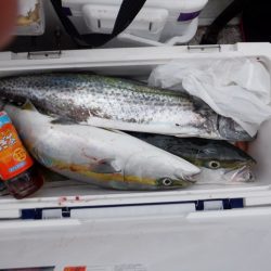 遊漁船 遊友 釣果